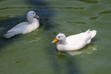 The white call duck(anas platyrhynchos domesticus)in the river