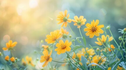 Soft light heliopsis flower panorama: yellow blooms for spring and summer, ideal for tinting and design