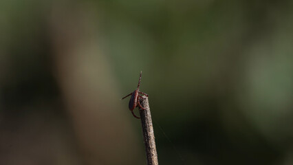 Ixode tick balancing at the tip of twig, against blurred green natural background. Dangerous insect, a carrier of encephalitis, borreliosis, tularemia.