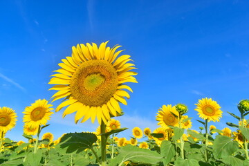 向日葵　ひまわり　ヒマワリ　岡山　笠岡ベイファーム