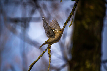 Female  Finch perched in an Oak tree in fly