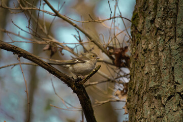 Female House Finch perched in an Oak tree