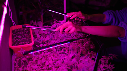 Woman puts boxes of seedlings under LED phytolamps for better photosynthesis and growth. Home gardening.