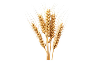 Fototapeta premium Wheat grain isolated on transparent background