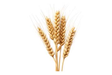 Wheat grain isolated on transparent background