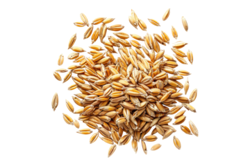 Wheat grain isolated on transparent background