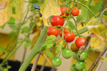 Ripe tomato plant growing in balcony. Fresh bunch of red natural tomatoes on a branch in organic vegetable garden.