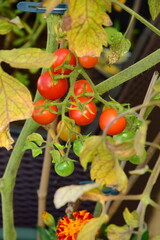 Ripe tomato plant growing in balcony. Fresh bunch of red natural tomatoes on a branch in organic vegetable garden.
