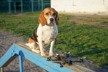 Beagle dog sitting next to a drone