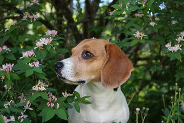 Beagle dog portrait in blooming tree white flowers in spring