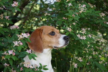 Beagle dog portrait in blooming tree white flowers in spring
