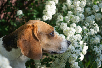 Beagle dog portrait in blooming tree white flowers in spring