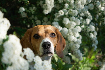 Beagle dog portrait in blooming tree white flowers in spring