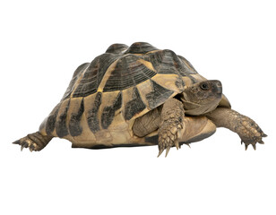 Turtle isolated on transparent background. PNG