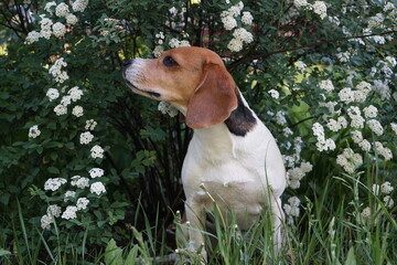 Beagle dog sniffing flowers on blooming tree in spring