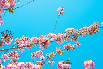 Pink flowers bloomed on the tree branches. A view from the ground to the clear blue sky. Nature...