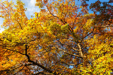 Royal Botanic Gardens in Melbourne Australia