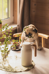 morning coffee, nordic scandinavian interior, pug at the table