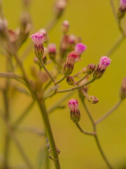 Close Up Of Tiny Wild Flowers