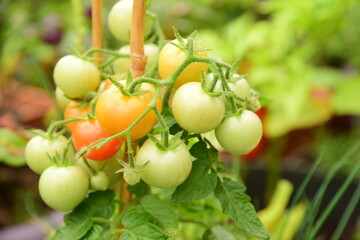 Clusters of green developing fruit are seen on a potted cherry tomato plant from an urban container garden.
