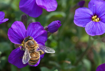 Biene auf Blaukissen
