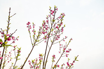 Pink peach blossom on tree branch