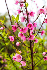 Pink peach blossom on tree branch