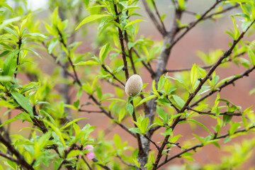 Pink peach blossom on tree branch