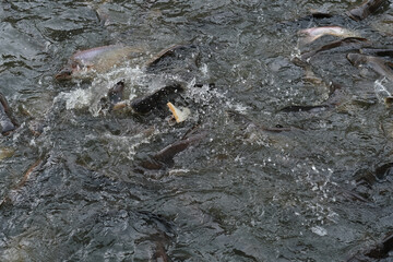 Fish in the pond for cooking