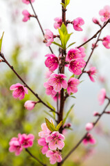Pink peach blossom on tree branch