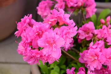 Beautiful pink azalea flowers in Balcony