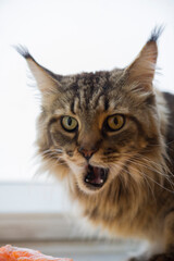 Black-tabby Maine Coon mit offenem Maul