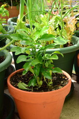 kaffir lime plant in the pot, people uses the kaffir lime leaves for cooking.