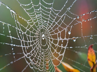 Macro photograph spider web with rain drops against natural colorful background