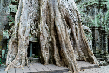 Tree growing over temple, Ta Prohm, Angkor, Cambodia