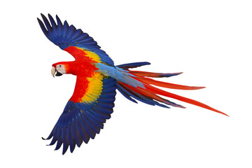 Colorful flying Scarlet Macaw parrot isolated on transparent background png file  © Passakorn