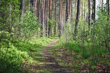 ścieżka,leśne jagody,las 