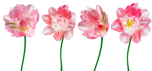 Set  pink  tulips flowers on isolated background. Closeup.. Transparent background. Nature.	
