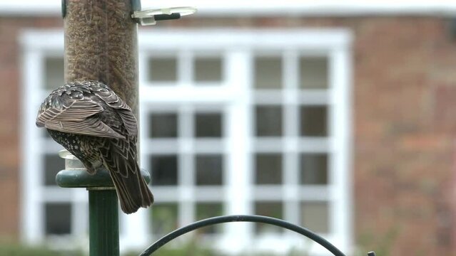 Common Starling (Sturnus vulgaris) eating from a garden bird feeder and losing its balance before being knocked off by a passing sparrow. April, Kent, UK [Slow motion x5]	