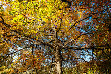 Fototapeta premium Royal Botanic Gardens in Melbourne Australia