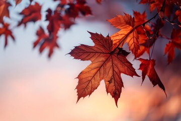 red maple leaves
