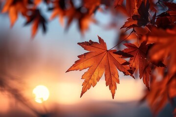 Fototapeta premium maple leaves in autumn