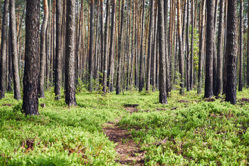 ścieżka,leśne jagody,las  © Marcin Łazarczyk