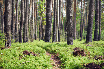 ścieżka,leśne jagody,las  © Marcin Łazarczyk