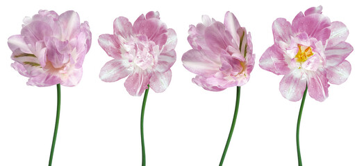 Set tulips flowers on isolated background. Closeup.. Transparent background. Nature.	
