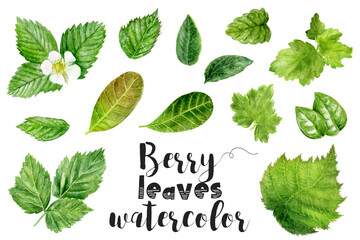 Watercolor painting of berry leaves on white background