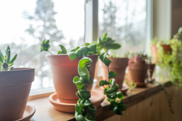 House plants on the window seal