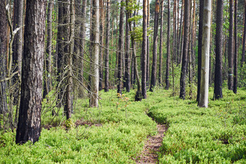 ścieżka,leśne jagody,las  © Marcin Łazarczyk
