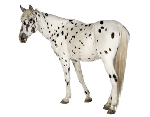 Side view of white horse isolated on transparent background. PNG