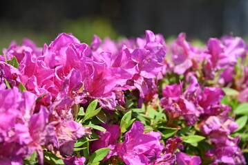 暑さでしわしわになったピンク色のツツジ